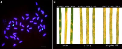 Development and cytological characterization of wheat–Thinopyrum intermedium translocation lines with novel stripe rust resistance gene